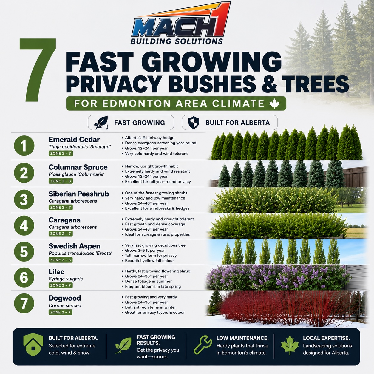 Want more backyard privacy? See the best fast growing privacy trees and hedges for Edmonton, St. Albert, Leduc, Sherwood Park, and surrounding Alberta areas.